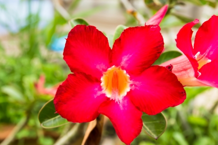 Red desert rose flower close up and flowers at backgroudの写真素材