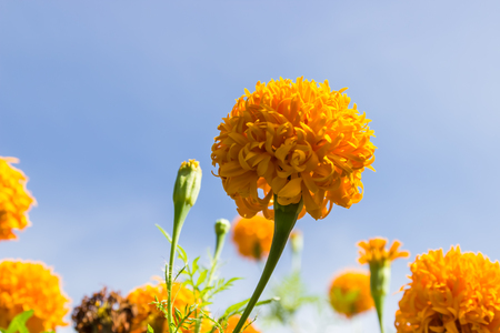 Marigolds flowers and blue sky in garden ,Thailandの写真素材