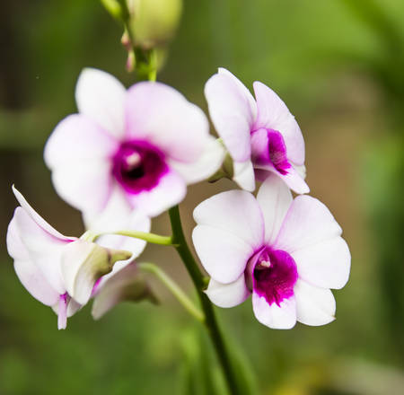 Beautiful orchid flowers in garden ,Nature in Thailandの写真素材