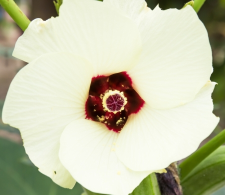 Roselle or Jamaica flower, Hibiscus sabdariffa  used to make Thai food の写真素材