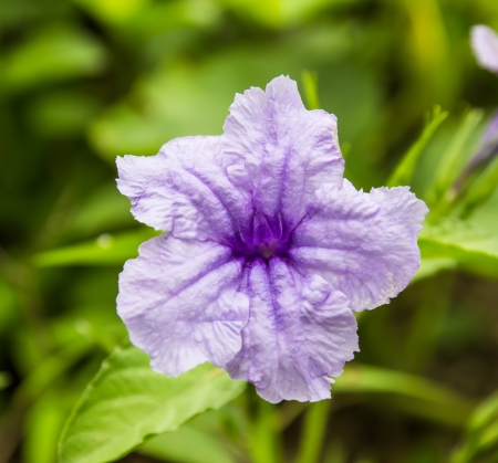 Purple Ruellia Tuberosa Flower on flowers at backgroudの写真素材
