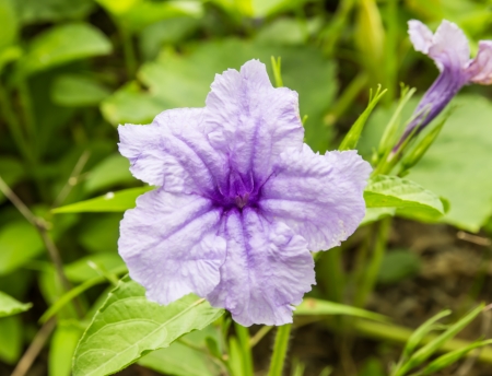 Purple Ruellia Tuberosa Flower on flowers at backgroudの写真素材