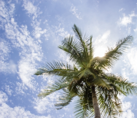 A Coconut tree and  sunny blue sky の写真素材