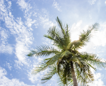 A Coconut tree and  sunny blue sky の写真素材