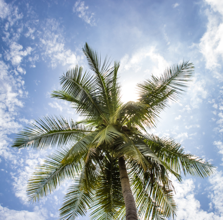 A Coconut tree and  sunny blue sky の写真素材