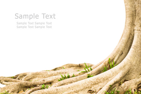 Root tree in garden isolated on white background の写真素材
