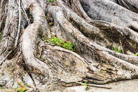 Close-up of a Banyan interlaced roots in garden の写真素材