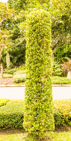Green tree in the garden の写真素材