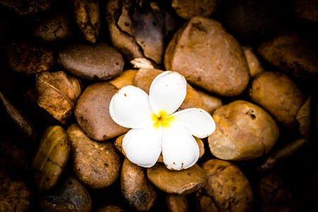 Alone a Frangipani  plumeria  flower on river stone backgroundの写真素材