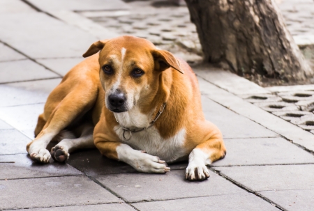 A dog on the street somewhere in Bangkok, Thailandの写真素材