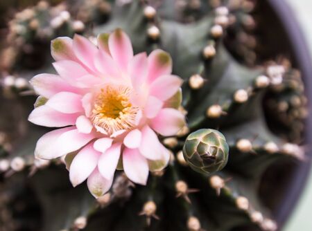 Pink cactus flower isolated on whiteの写真素材