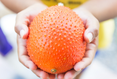 Gac fruit, Baby Jackfruit, Spiny Bitter Gourd, Sweet Grourd or Cochinchin Gourdの写真素材