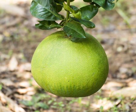 Green pomelo fruit on treeの写真素材
