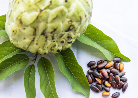 Custard apple seeds ,Custard apple is tropical fruitの写真素材