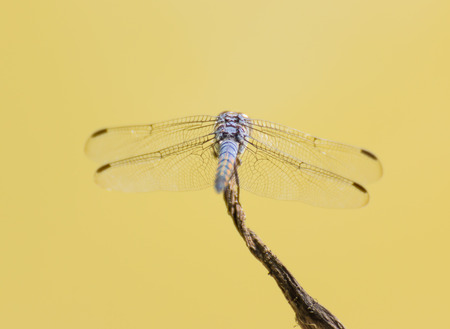 Dragonfly on nature backgroundの写真素材