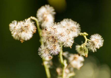 White Grass flower on nature backgroundの写真素材