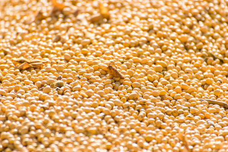 soybeans backgroundの写真素材