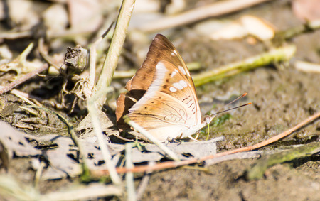 Butterfly butterflies that represents summer and the beauty of nature.の写真素材