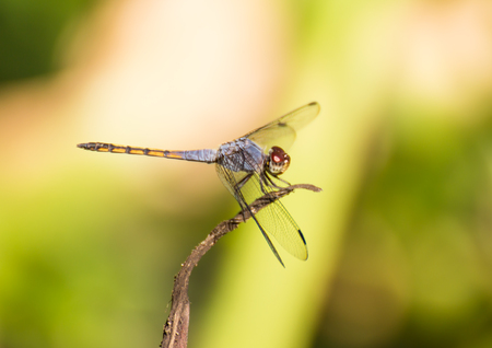 Dragonfly on nature backgroundの写真素材