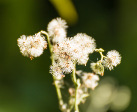 White Grass flower on nature backgroundの写真素材