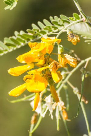Sesbania Flower on nature backgroundの写真素材