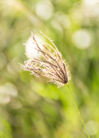 One white grass flower on nature backgroundの写真素材