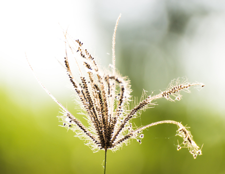 One white grass flower on nature backgroundの写真素材