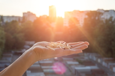 Many matches with brown match heads in hand sunset backgroundの写真素材