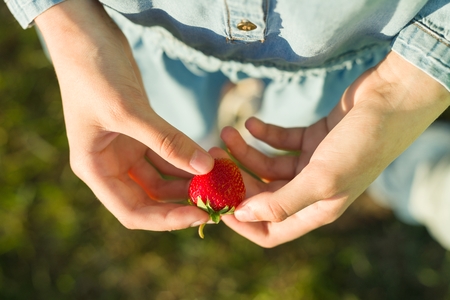 One strawberry in woman's hand. Background green meadowの写真素材