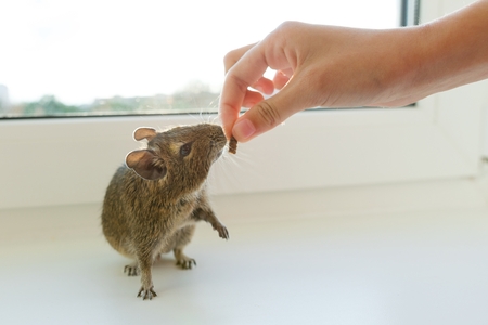 Hand giving a food to chilean squirrel degu on white backgroundの写真素材