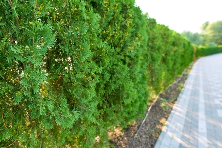Abstract image of green fence of evergreen bushes and gray paving slabs. Texture, backgroundの写真素材