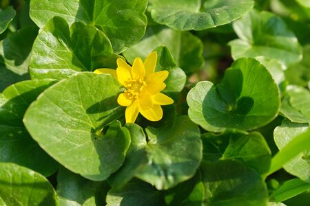 Background spring picture, March, April, bright yellow flower lesser celandine, background of green leaves, Lesser celandine, Ficaria verna, buttercup family.の写真素材