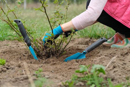 Spring gardening, mature female gardener wearing gloves with garden tools and soil under rose bush.の写真素材