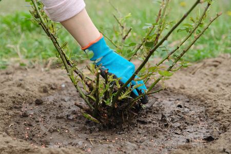 Spring gardening, female gardener wearing gloves with garden tools and soil under rose bush.の写真素材