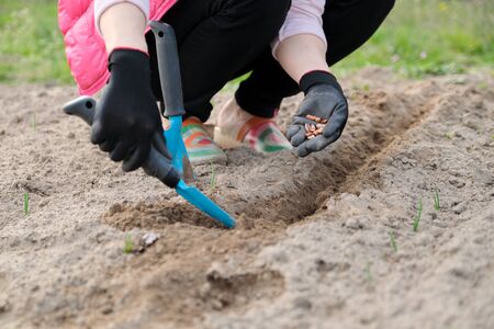 Spring planting seeds of legumes beans. Close up of woman hand in gloves with garden tools working with ground.の写真素材