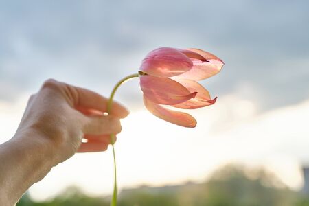 Single flower in female hand. Beautiful tulip, dramatic sky background with clouds, evening sunset.の写真素材