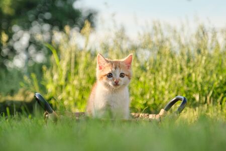 Cute little red fluffy kitten in basket on green sunny grass, golden hourの写真素材