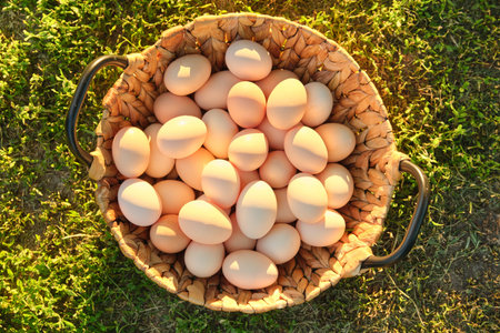 Natural fresh organic farm eggs in basket, grass background nature is the golden hour, country...