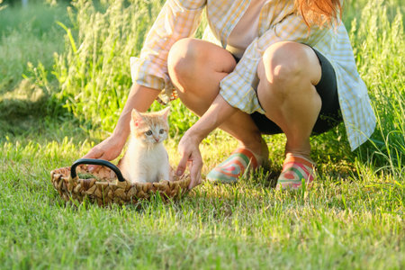 Funny pretty red kitten sitting in basket on green grass, woman playing with little cat in the gardenの写真素材