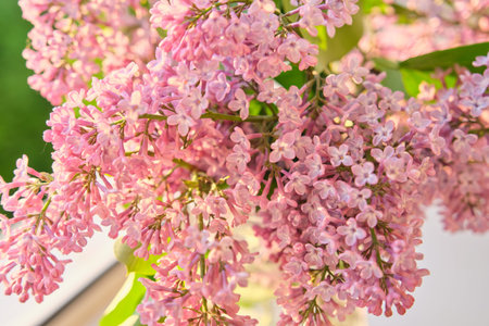 Close-up of lilac flowers at sunset lighting,