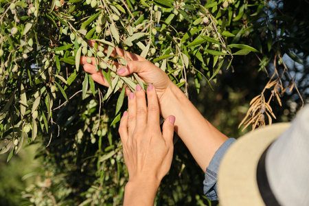 Close up of woman hands on olive tree, sunny autumn day in olive garden