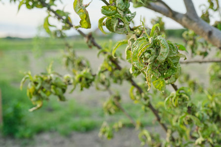 Peach tree affected by fungal diseases, spring season in the garden.