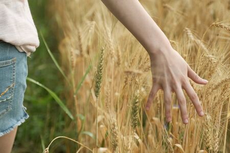 Closeup of hand girl touching yellow spikelets of wheat in field, golden hour, wheat with droplets of rainwaterの写真素材
