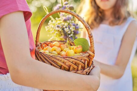 Harvest of fresh sweet yellow cherries in basket in hands of girl. Closeup natural organic berries, summer day background, child with bouquet of wildflowers, nature, landscapeの写真素材