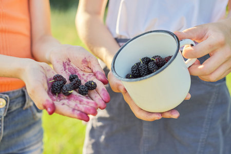 Children with crop of berries in mug, mulberry tree in summer garden. Tasty sweet natural berries rich in vitamins.の写真素材