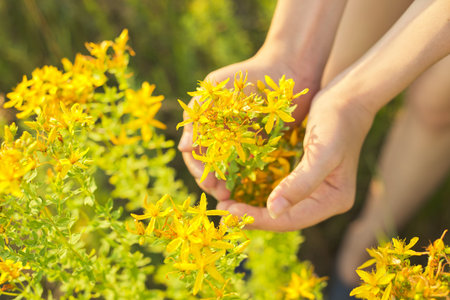 Medicinal herbs growing in wild meadow. Yellow blooming St. John's wort hypericum in girls hand. Natural herbal medicine, ecology, summer seasonの写真素材