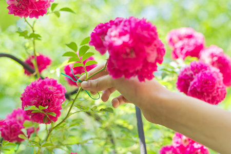Hobbies of young woman growing rose bushes in garden, hands tying branches with weaving rose flowers...