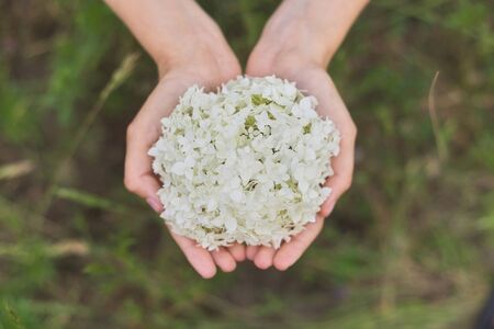 Female hand holding white hydrangea flower, top view. Giving flower gift, holiday dayの写真素材
