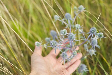 Blue prickly healing plant in wild meadow. Eryngium planum in woman hand, medicinal natural herbs, summer seasonの写真素材