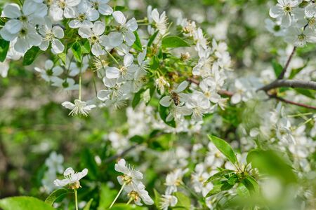 Springtime, closeup of branch with cherry flowers and bee pollinating plant, spring ecology natureの写真素材